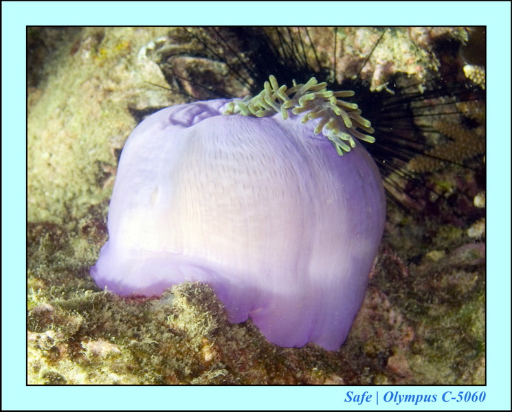 2008 - 07 - Perhentian - 083